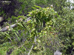 Dioscorea saxatilis