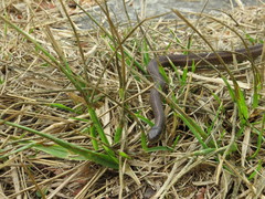 Thamnophis ordinoides