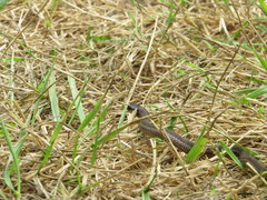 Thamnophis ordinoides