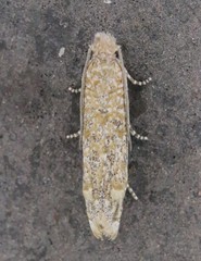 Pelochrista comatulana