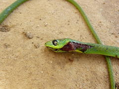 Philothamnus natalensis