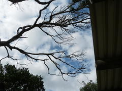 Philothamnus natalensis