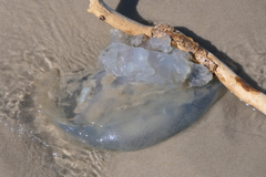 Rhizostoma octopus