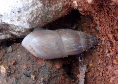 Spiraxidae