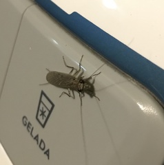 Chaeteessa