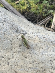 Orphulella fluvialis