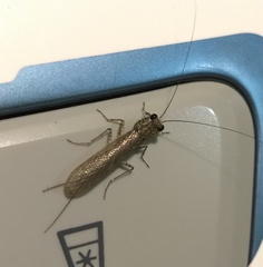 Chaeteessa