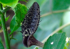 Aristolochia taliscana