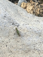 Orphulella fluvialis