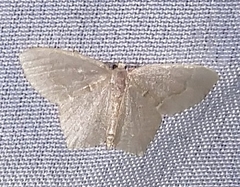 Chloropteryx tepperaria