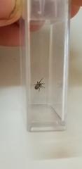 Araneidae
