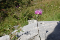 Cirsium monspessulanum