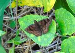 Nisoniades bromias