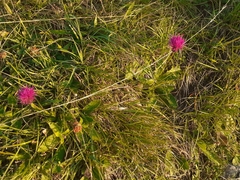 Cirsium pannonicum