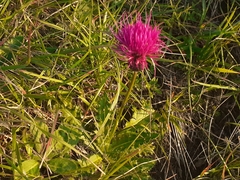Cirsium pannonicum