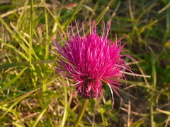 Cirsium pannonicum