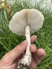 Leucoagaricus