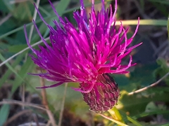 Cirsium pannonicum