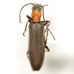 Oxycopis thoracica