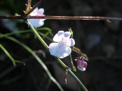 Nemesia affinis