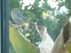 Psaltriparus minimus