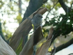 Psaltriparus minimus