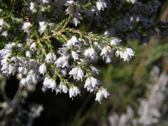 Erica floccifera