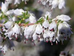 Erica floccifera