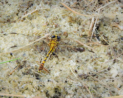Progomphus alachuensis