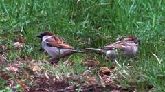Passer domesticus indicus