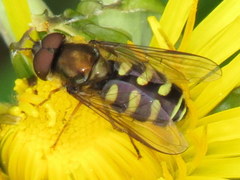 Dasysyrphus venustus
