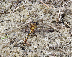 Progomphus alachuensis