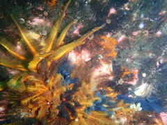 Pentacta doliolum