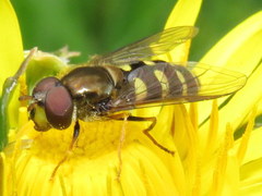 Dasysyrphus venustus