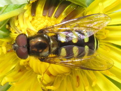 Dasysyrphus venustus