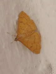 Psara dryalis