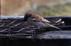 Passer domesticus indicus