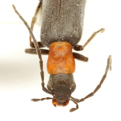 Oxycopis thoracica