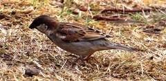 Passer domesticus indicus