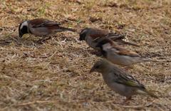 Passer domesticus indicus