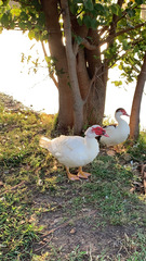 Cairina moschata domestica