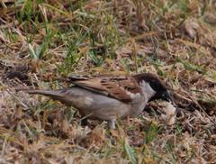 Passer domesticus indicus