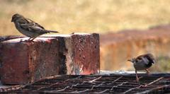 Passer domesticus indicus