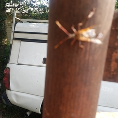 Leptoglossus clypealis