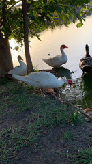 Cairina moschata domestica