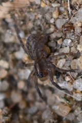 Liocranidae
