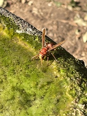 Vespa orientalis