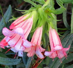 Lobostemon belliformis