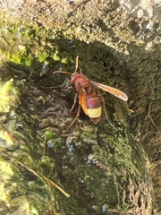 Vespa orientalis