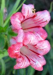 Lobostemon belliformis